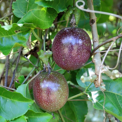 Passionfruit - Kavery Fruit Plant