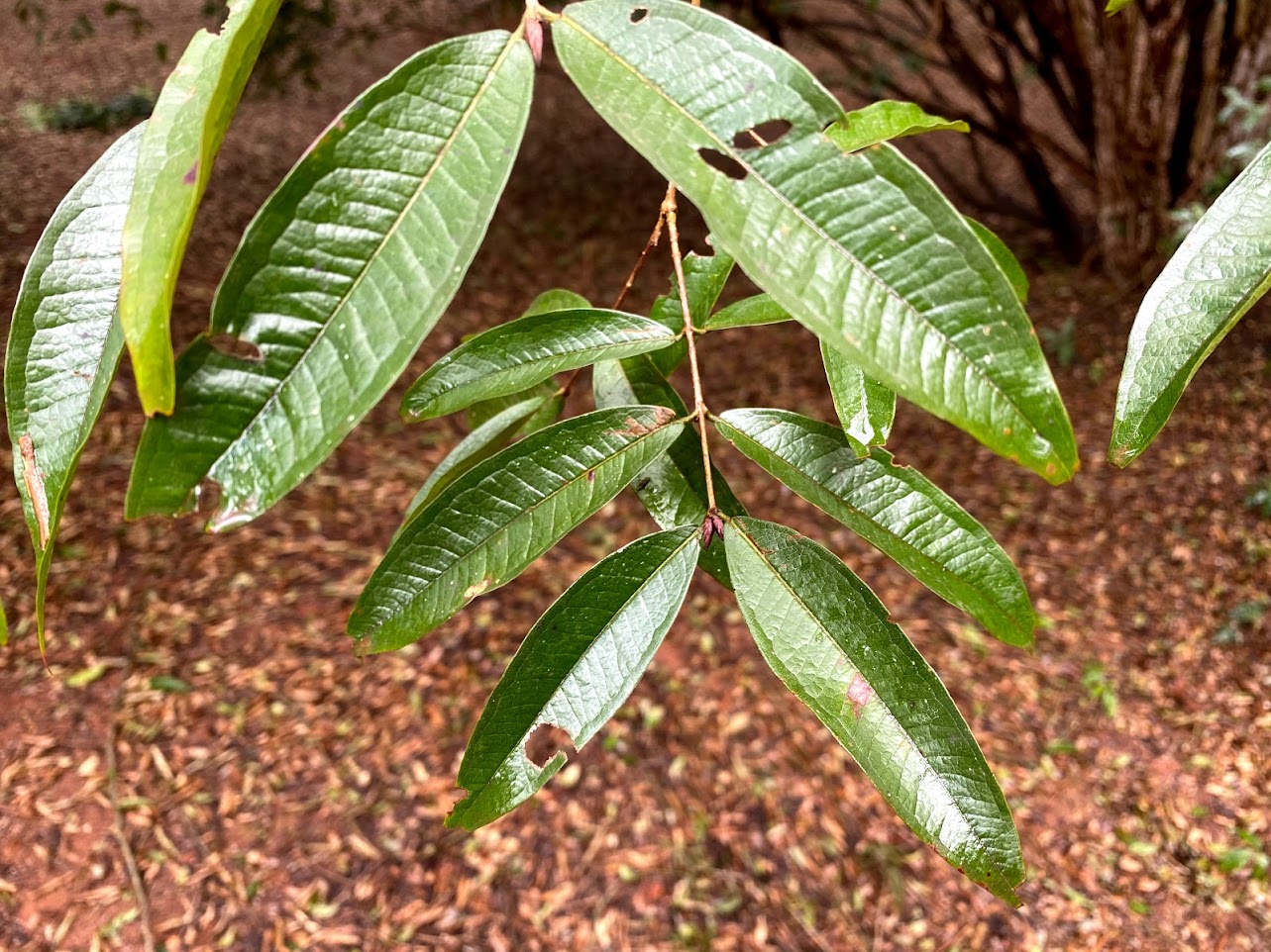 Hybrid Jaboticaba - Plinia aureana "Branca Lisa" Fruit Plant