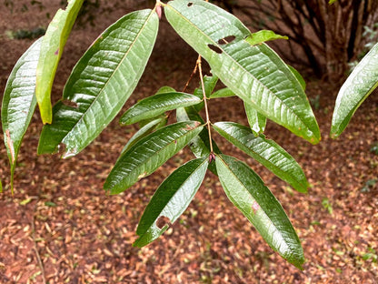 Hybrid Jaboticaba - Plinia aureana "Branca Lisa" Fruit Plant