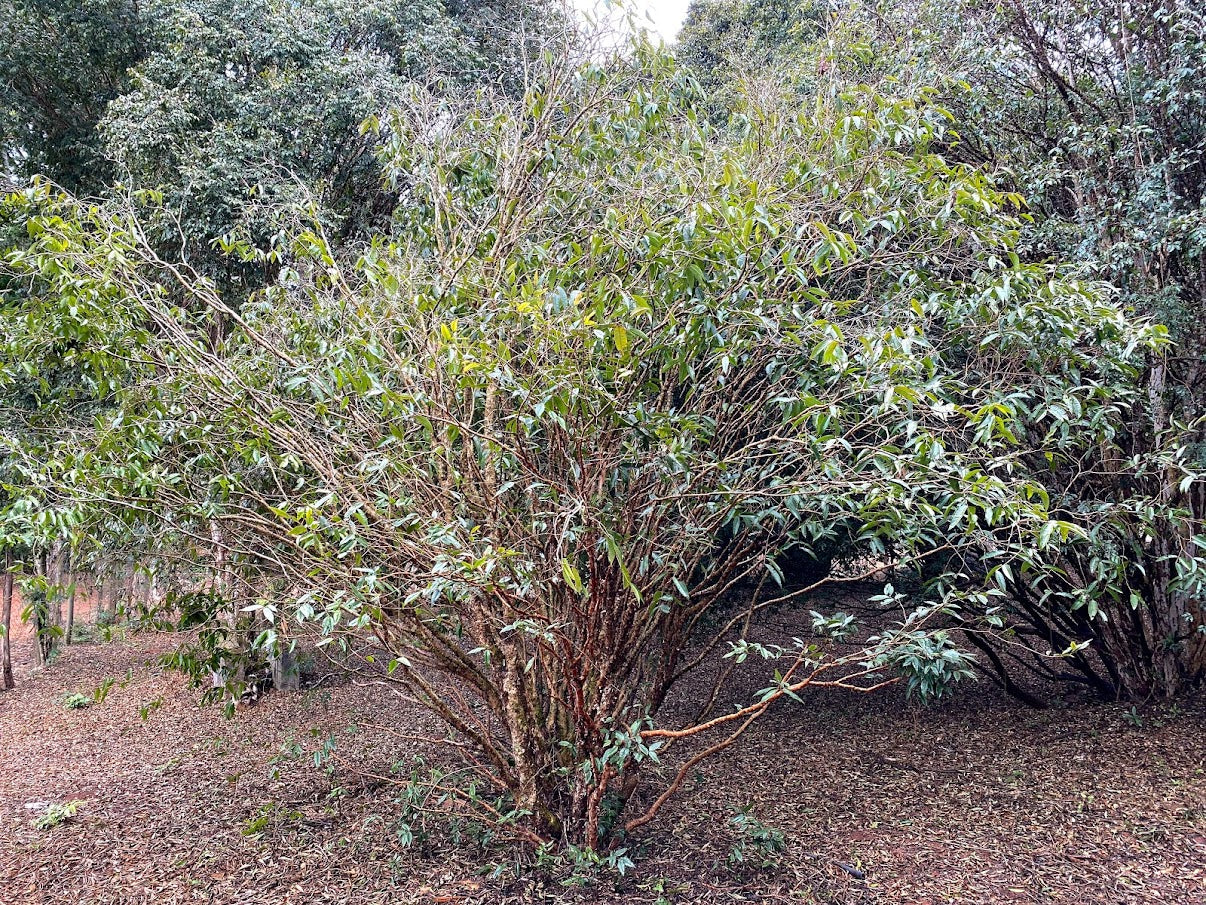 Hybrid Jaboticaba - Plinia aureana "Branca Lisa" Fruit Plant