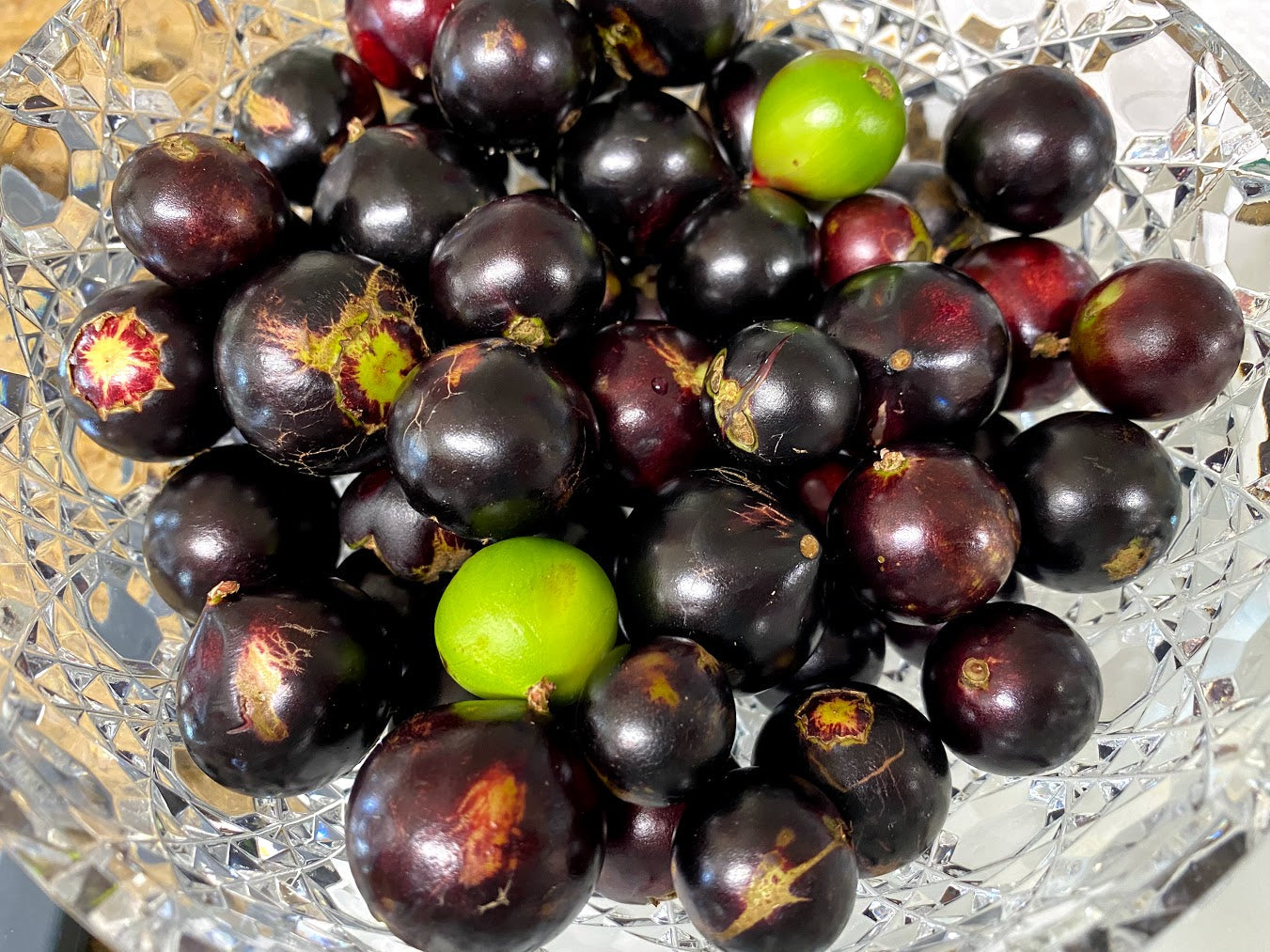 Hybrid Jaboticaba - Plinia coronata "Restinga" Fruit Plant