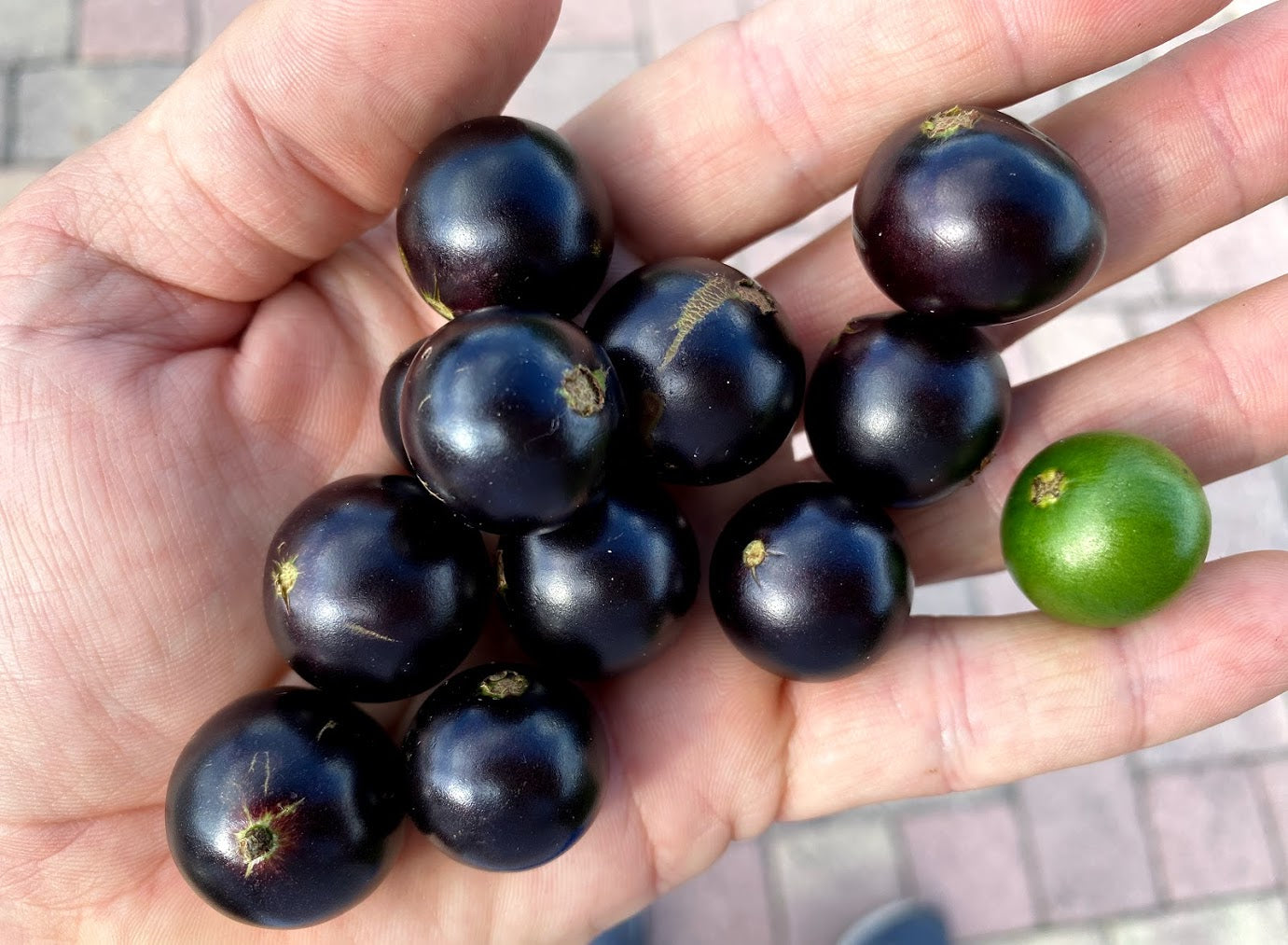 Hybrid Jaboticaba - Plinia coronata "Restinga" Fruit Plant
