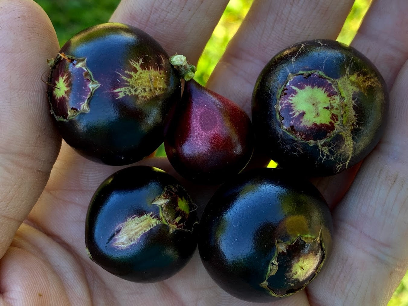 Hybrid Jaboticaba - Plinia coronata "Restinga" Fruit Plant