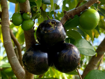 Hybrid Jaboticaba - Plinia coronata "Restinga" Fruit Plant
