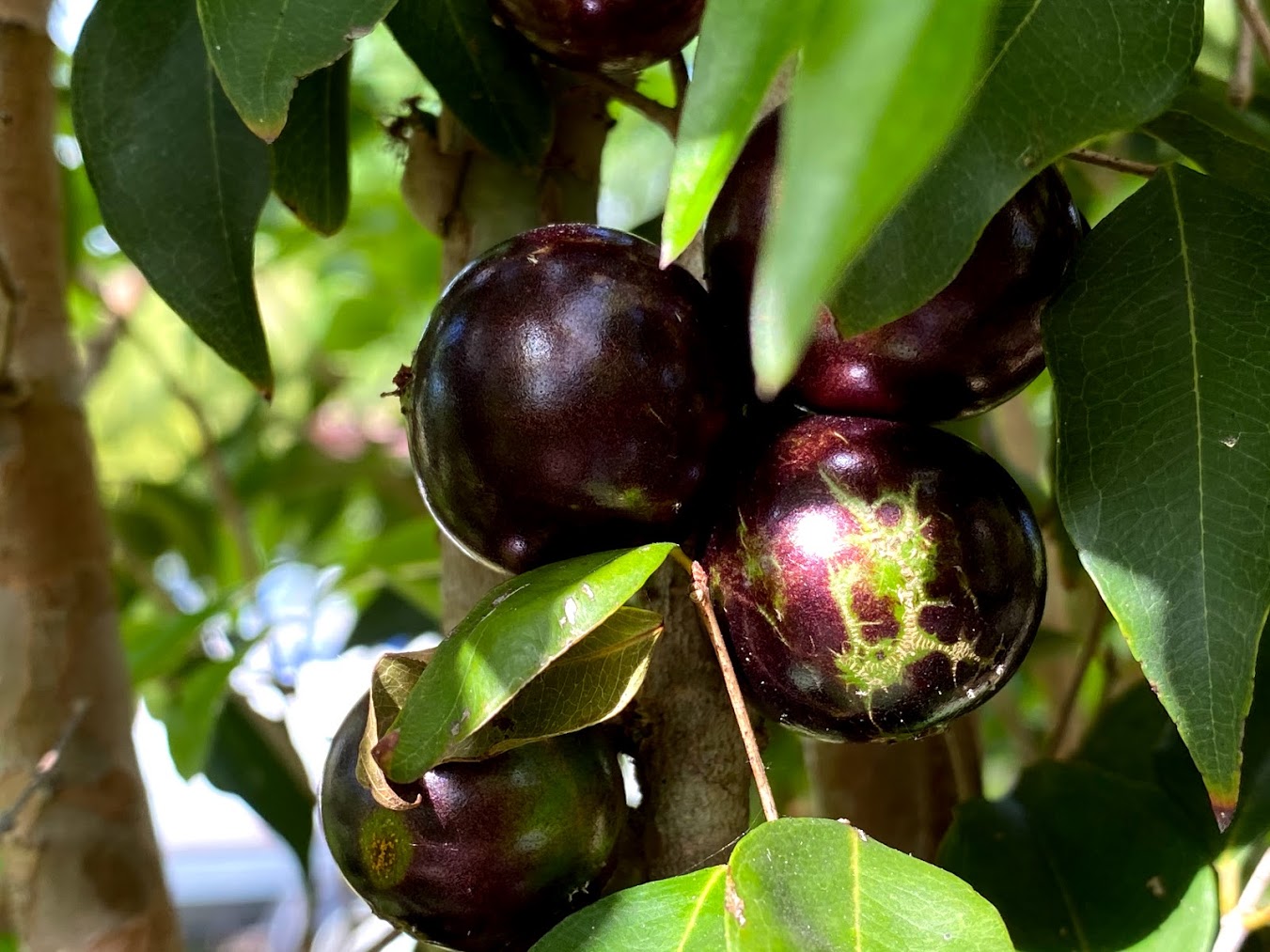 Hybrid Jaboticaba - Plinia coronata "Restinga" Fruit Plant