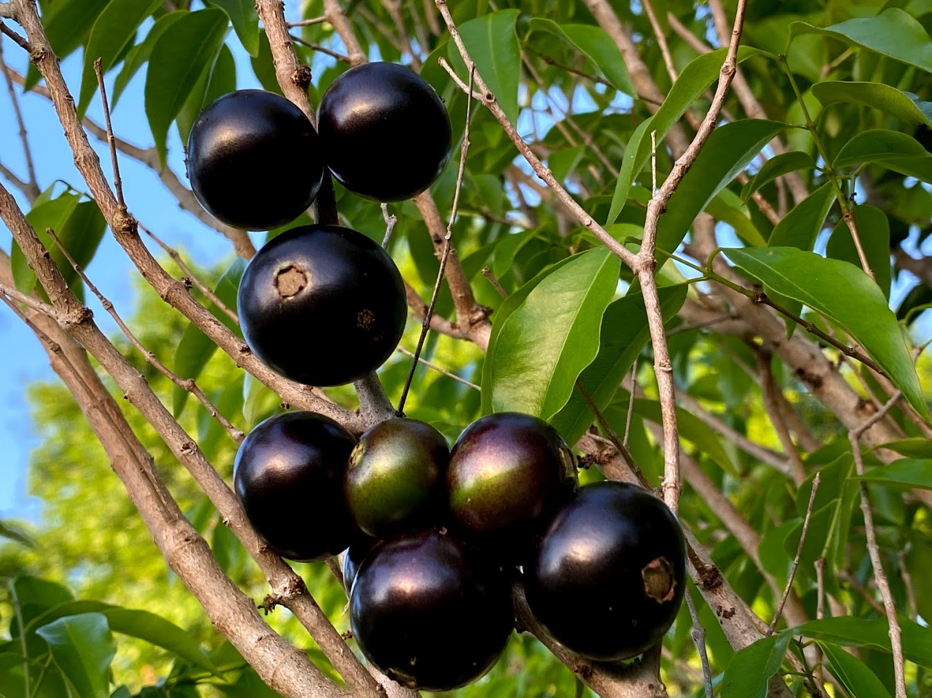Hybrid Jaboticaba - Plinia coronata "Restinga" Fruit Plant