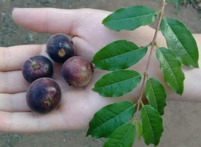 Hybrid Jaboticaba - Plinia sp. "Blue Velvet" Fruit Plant