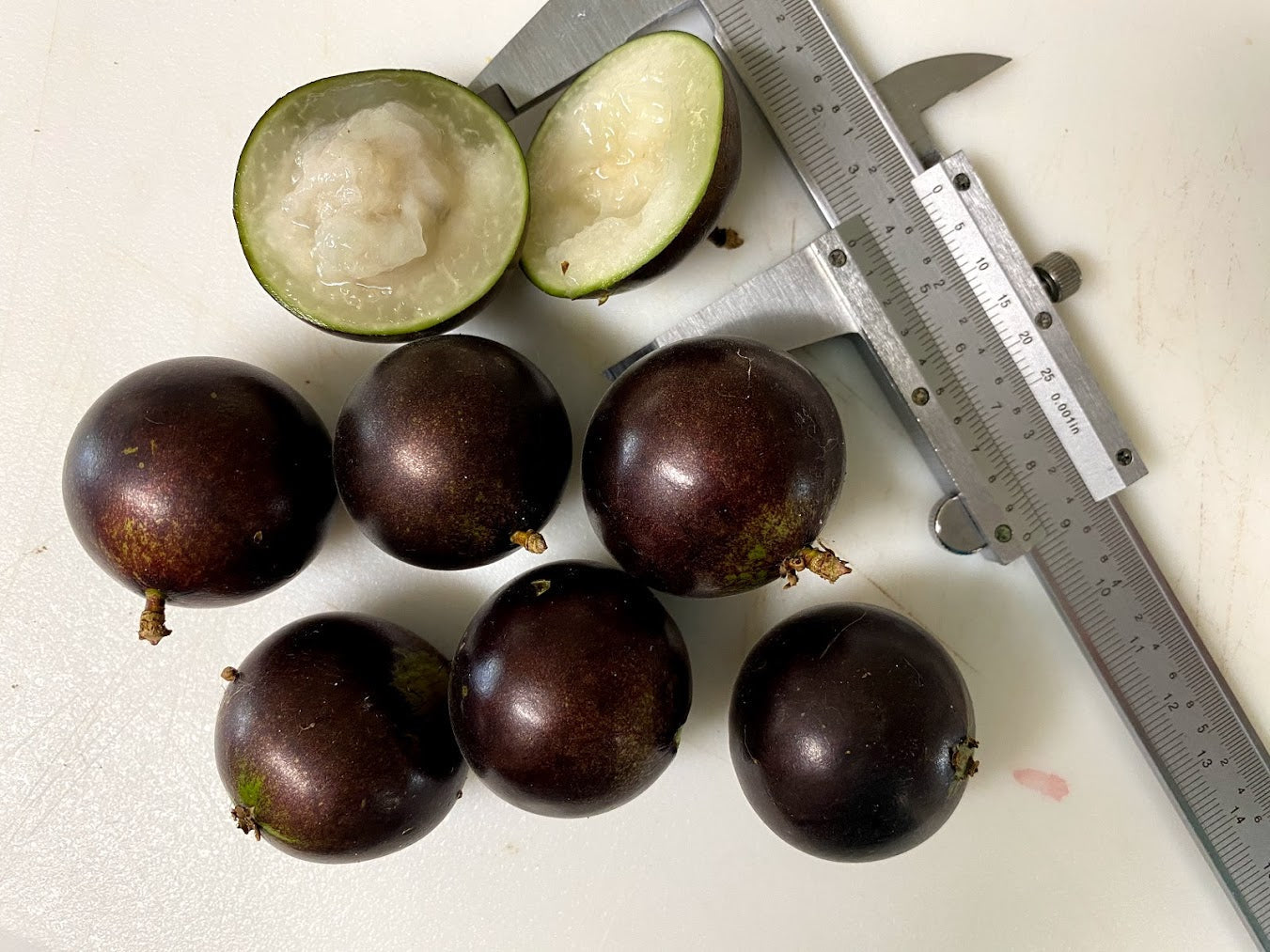 Hybrid Jaboticaba - Plinia sp. "Grimal" Fruit Plant