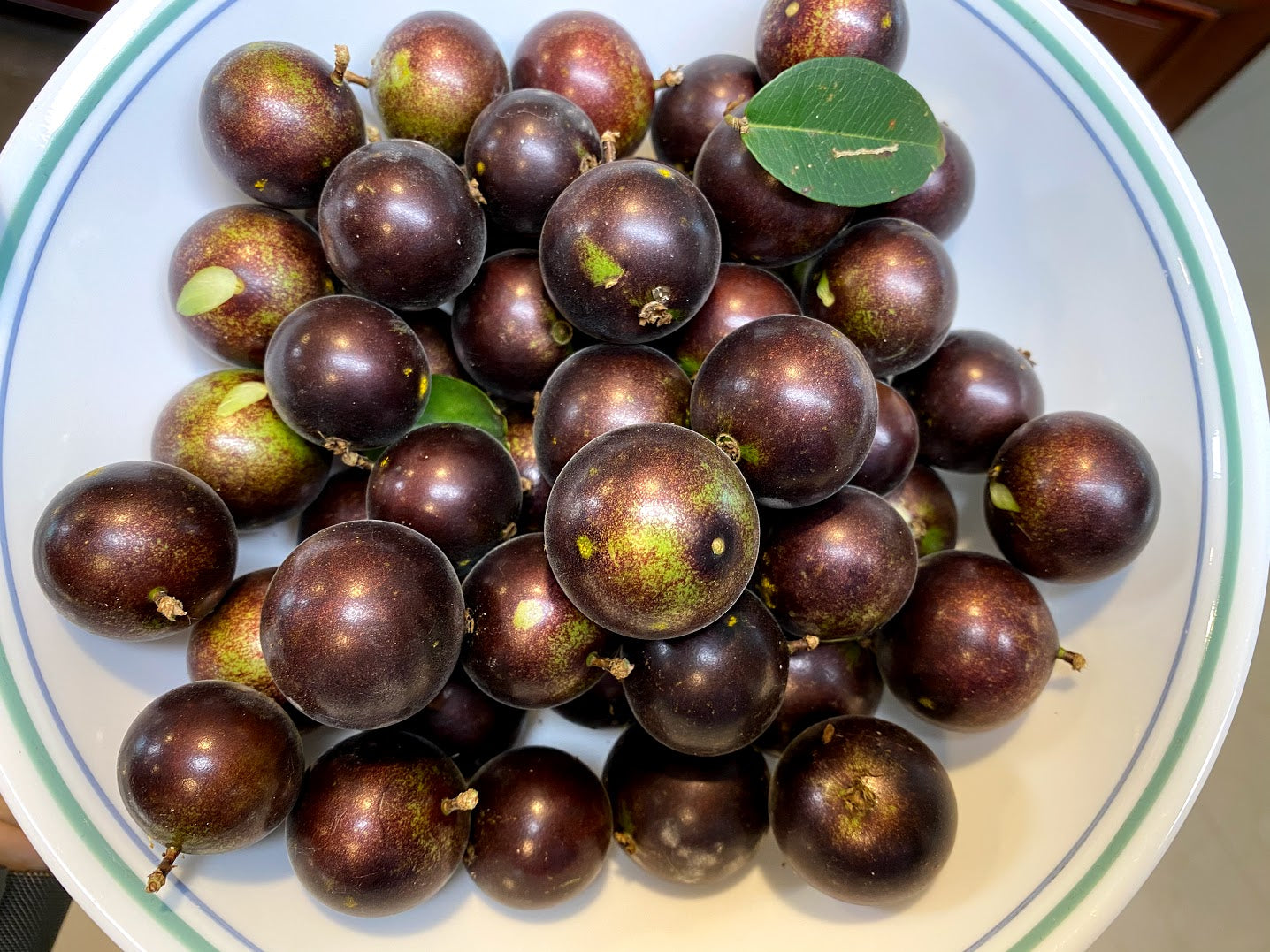 Hybrid Jaboticaba - Plinia sp. "Grimal" Fruit Plant