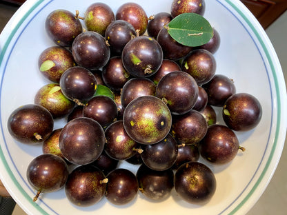 Hybrid Jaboticaba - Plinia sp. "Grimal" Fruit Plant