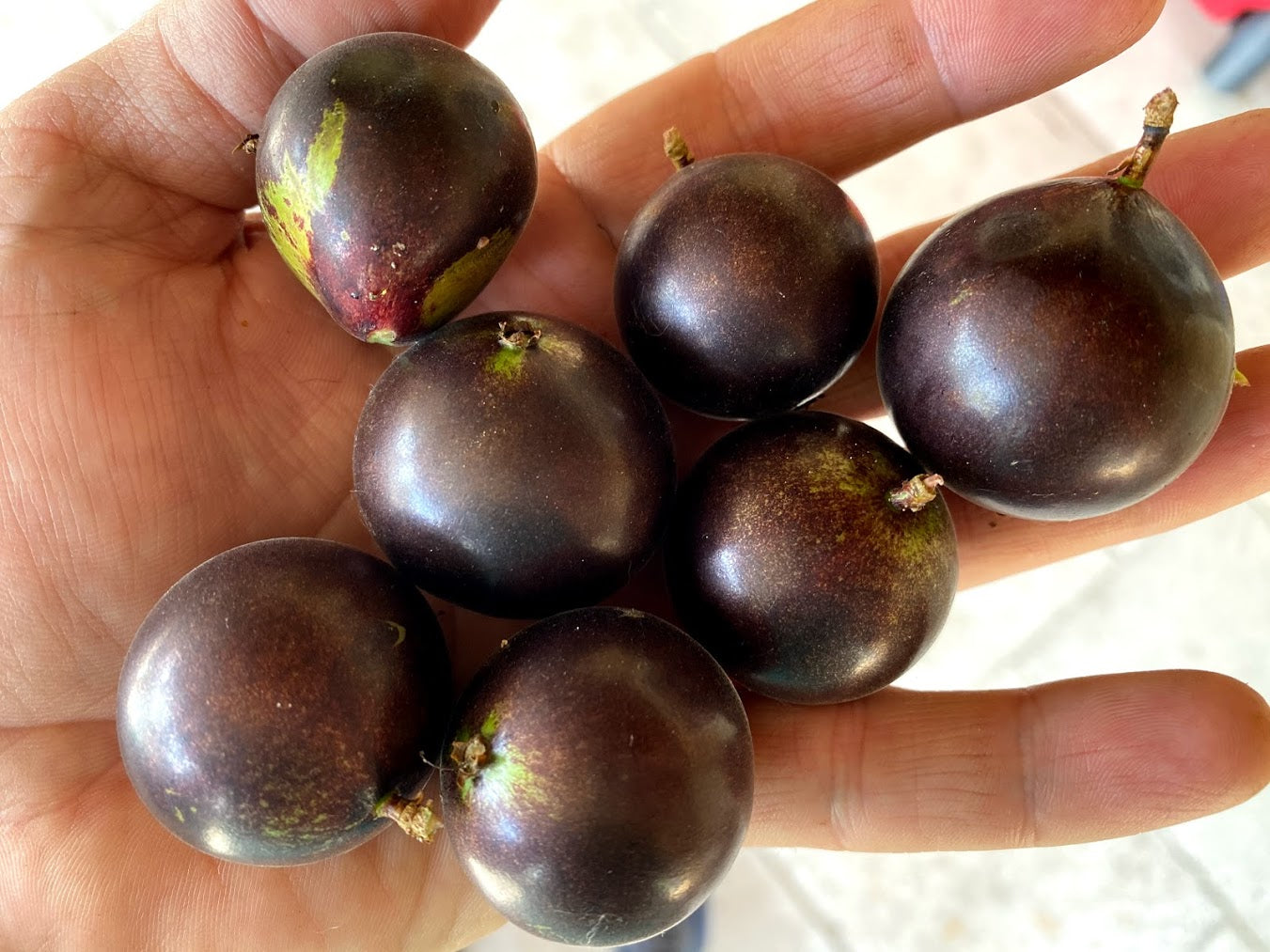Hybrid Jaboticaba - Plinia sp. "Grimal" Fruit Plant