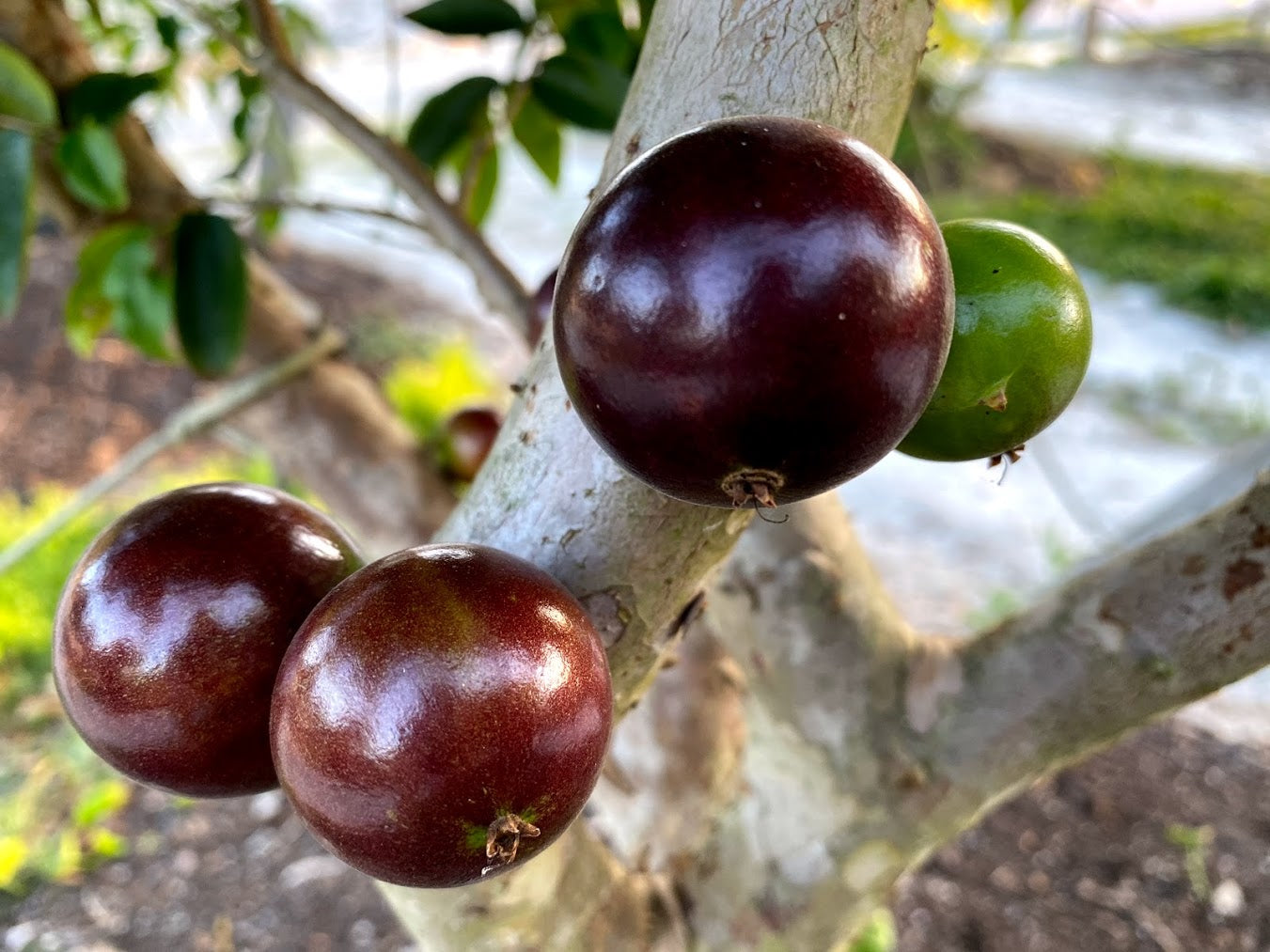 Hybrid Jaboticaba - Plinia sp. "Grimal" Fruit Plant