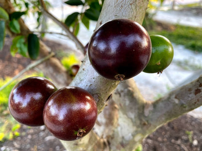 Hybrid Jaboticaba - Plinia sp. "Grimal" Fruit Plant