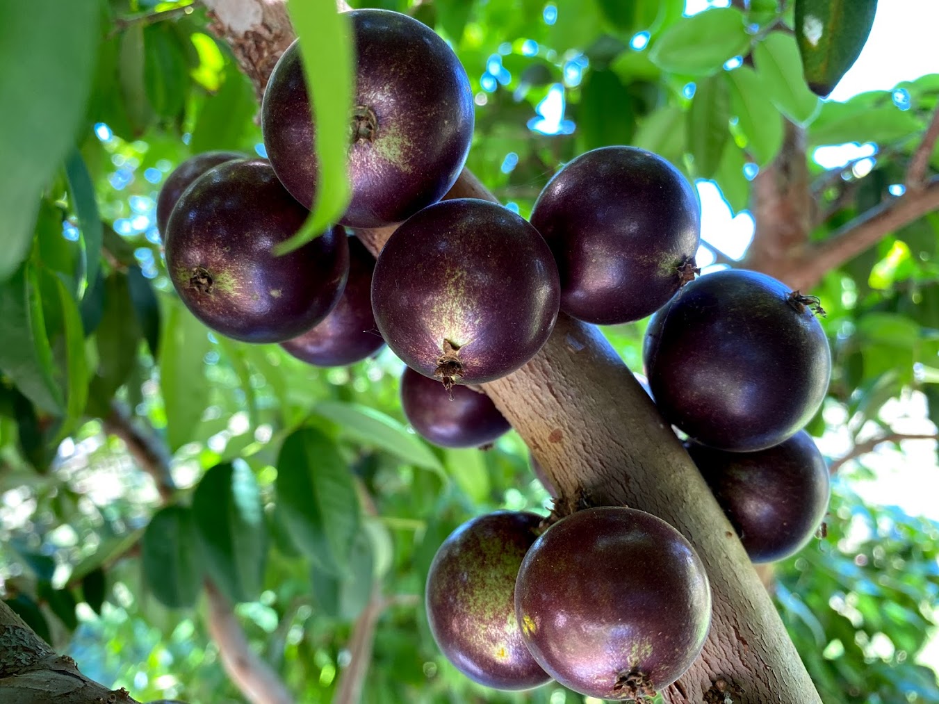 Hybrid Jaboticaba - Plinia sp. "Grimal" Fruit Plant