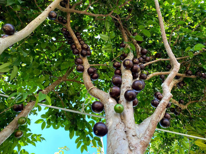 Hybrid Jaboticaba - Plinia sp. "Grimal" Fruit Plant