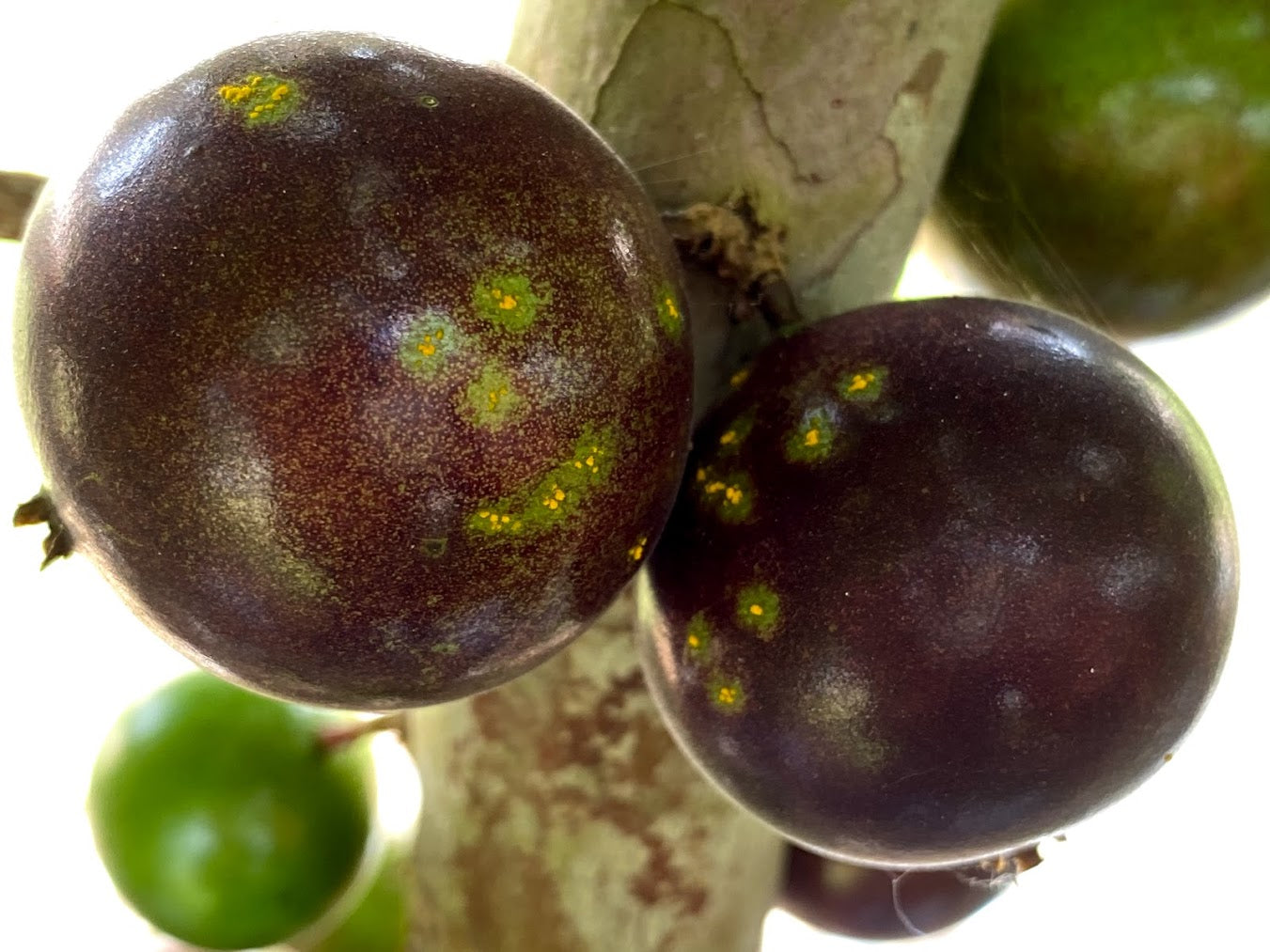 Hybrid Jaboticaba - Plinia sp. "Grimal" Fruit Plant