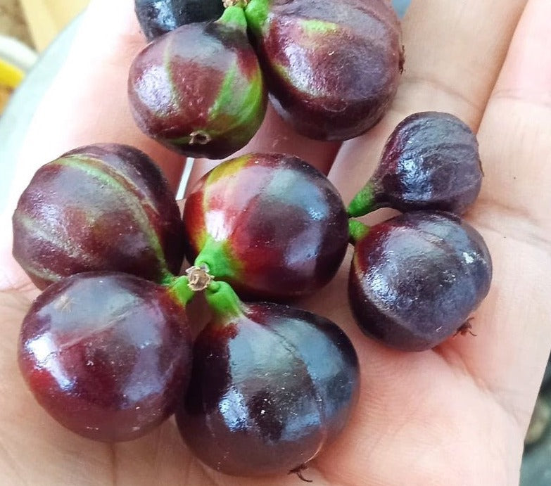 Hybrid Jaboticaba - Plinia sp. "Black Pearl" Fruit Plant