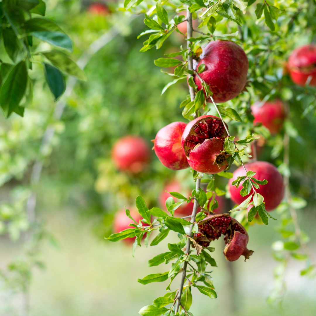 Pomegranate - Red - Punica granatum Fruit Plant