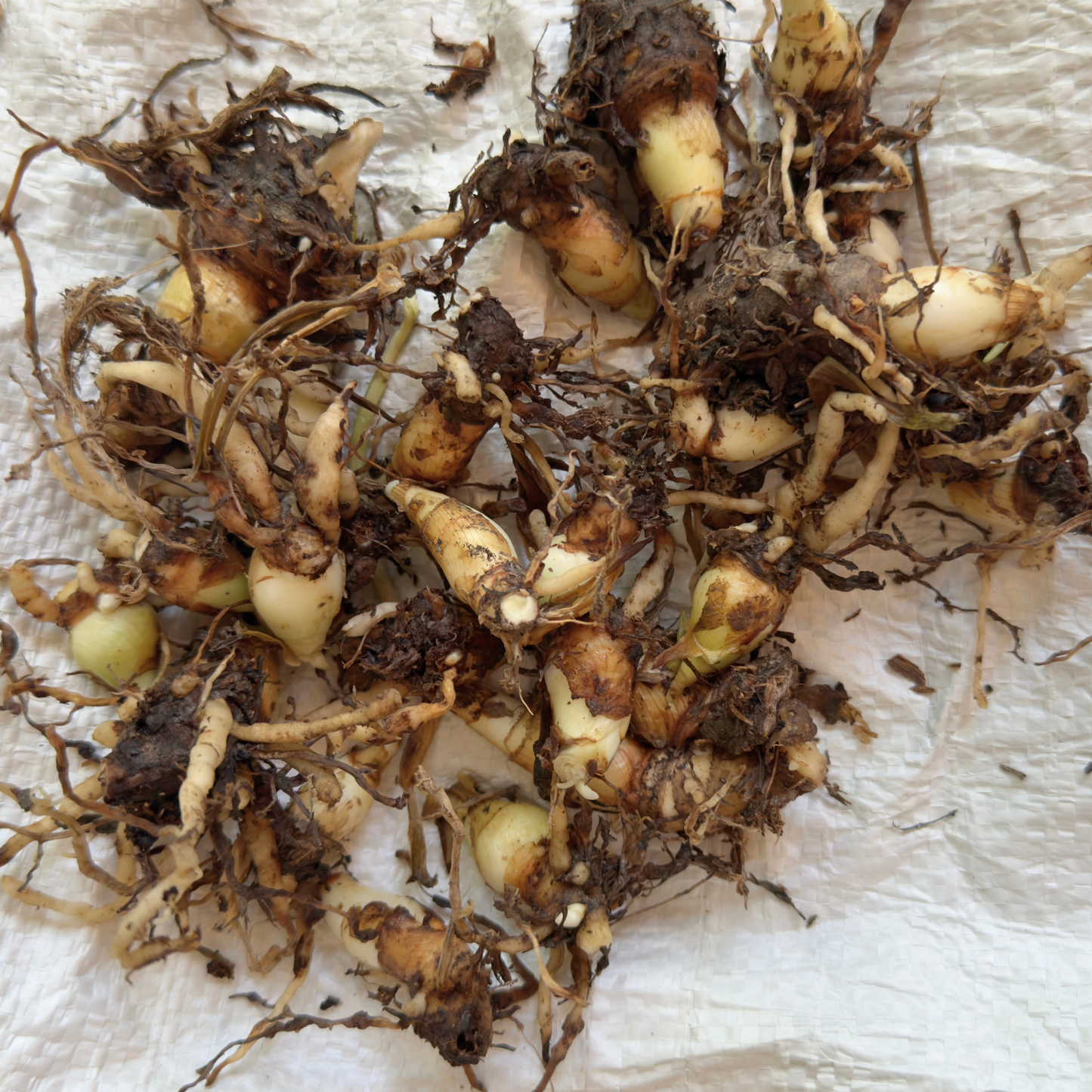 Rajnigandha - Tuberose - Mixed Varieties Colours - Tubers