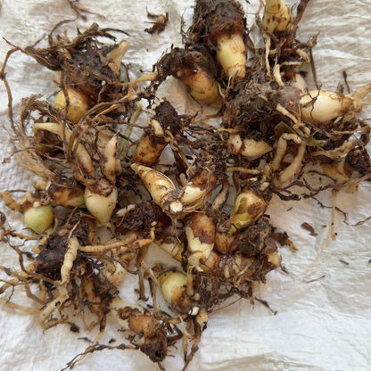 Rajnigandha - Tuberose - Mixed Varieties Colours - Tubers