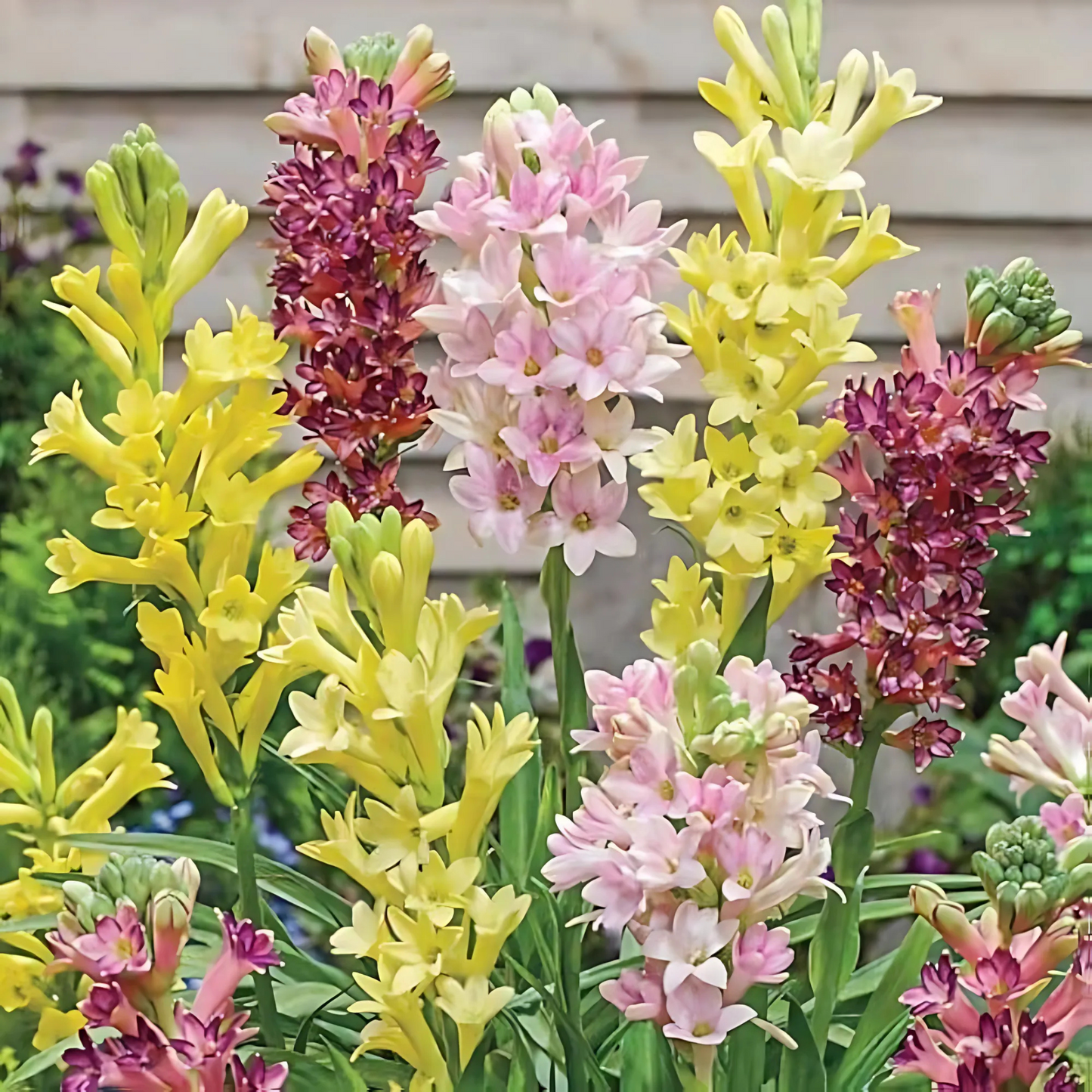 Rajnigandha - Tuberose - Mixed Varieties Colours - Tubers