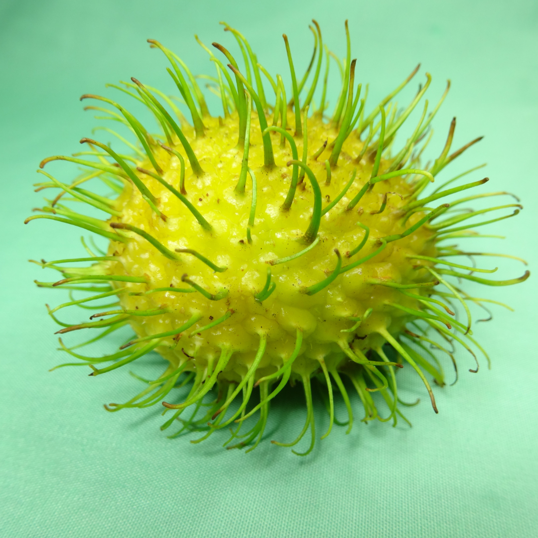 Rambutan - E35 - Hybrid Fruit Plant