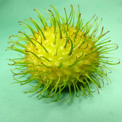 Rambutan - E35 - Hybrid Fruit Plant