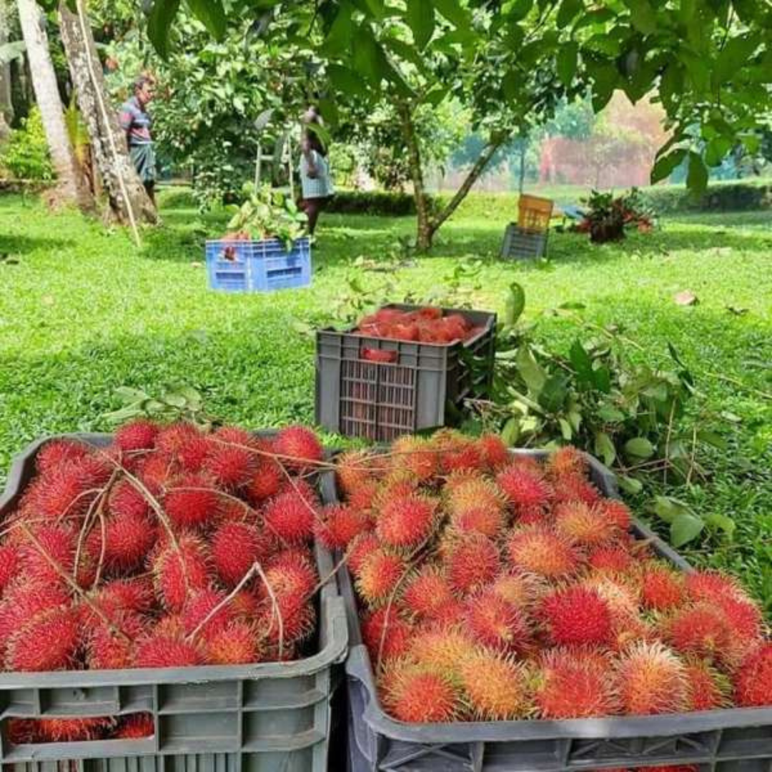 Rambutan - N18 - Hybrid Fruit Plant