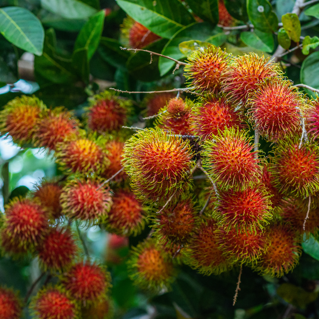 Rambutan - N18 - Hybrid Fruit Plant