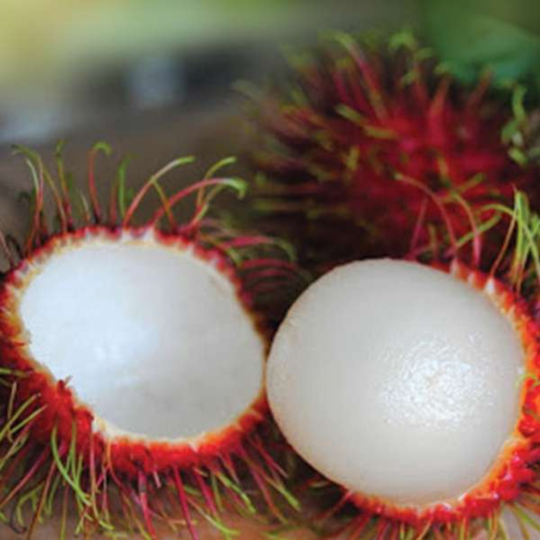 Rambutan - School Boy - Hybrid Fruit Plant