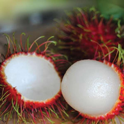 Rambutan - School Boy - Hybrid Fruit Plant