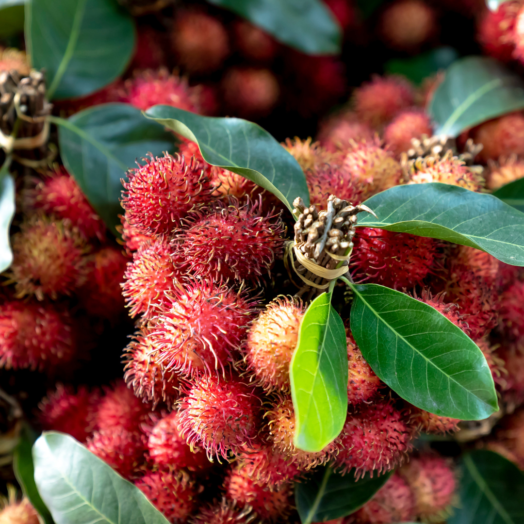 Rambutan - School Boy - Hybrid Fruit Plant