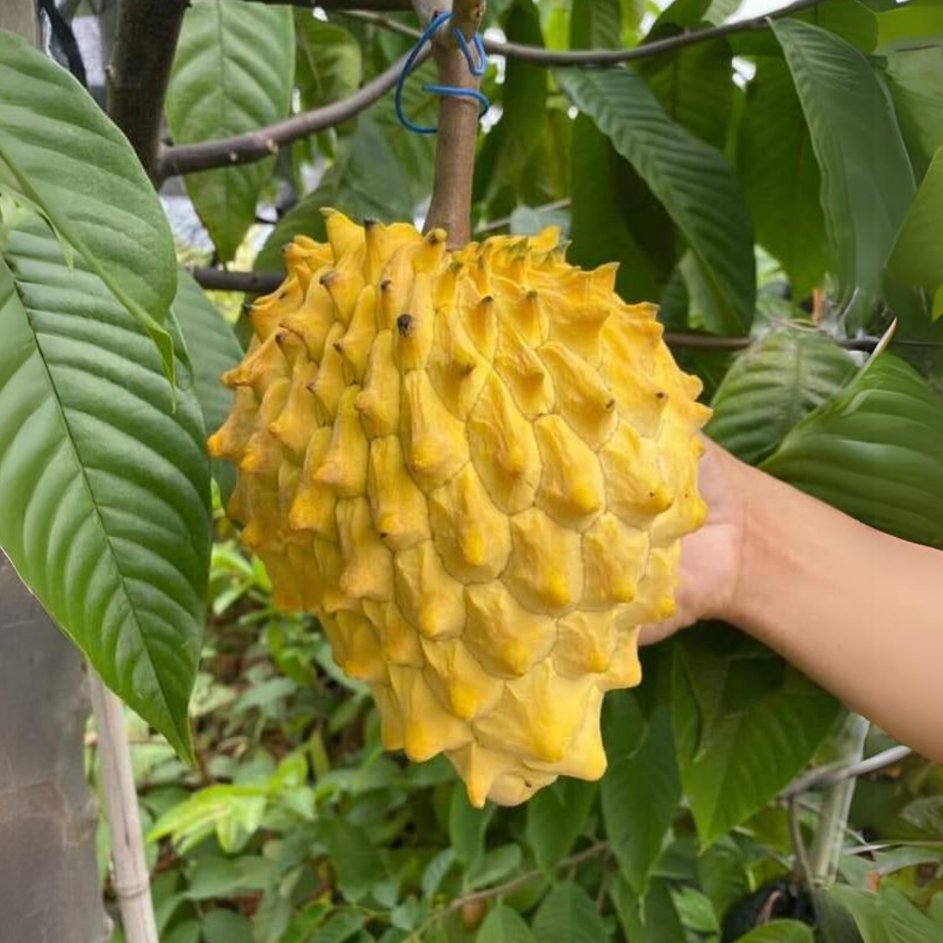 Rollinia / Biriba - Rollinia deliciosa Fruit Plant – M-Tech Gardens