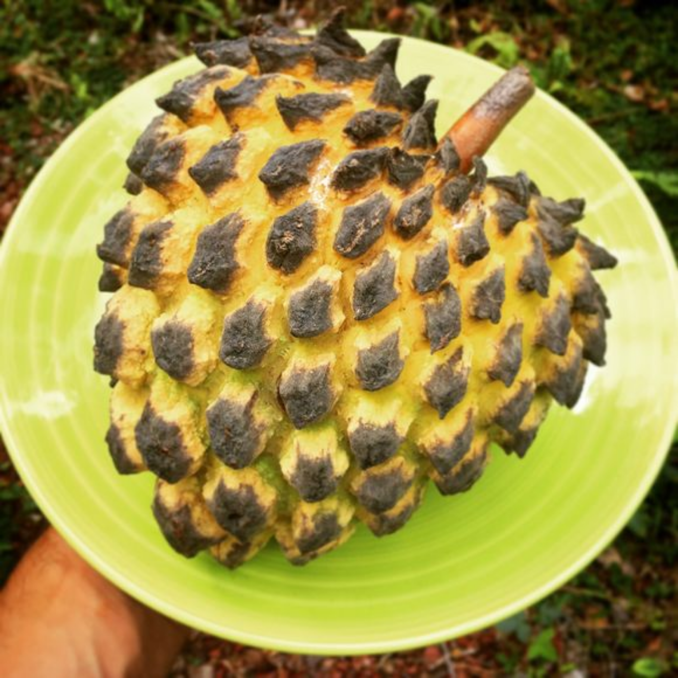 Rollinia / Biriba  - Rollinia deliciosa Fruit Plant