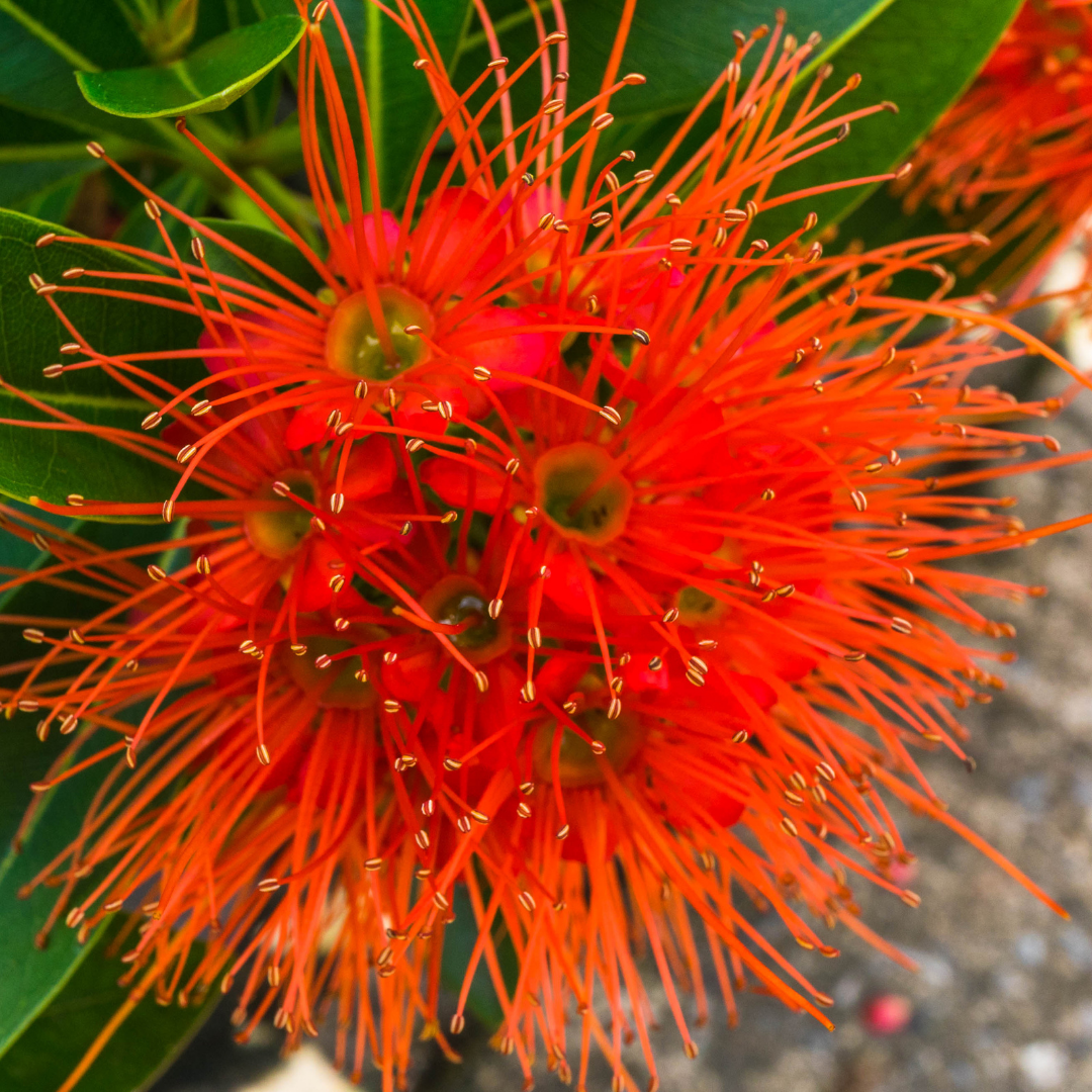 Rosida - Red - Hybrid Flower Plant – M-Tech Gardens