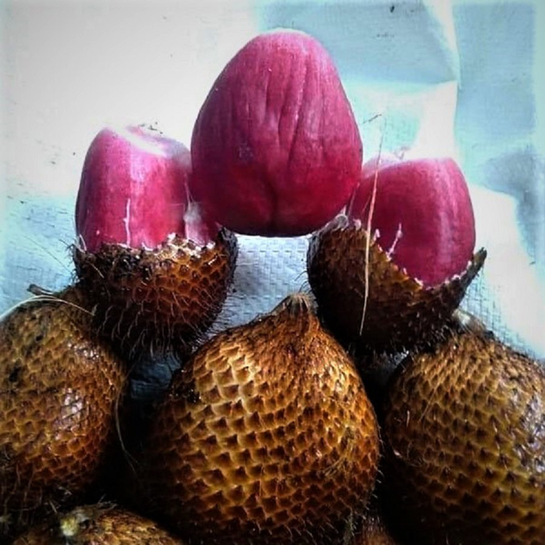 Salak / Snake Fruit - Red - Salacca affinis Fruit Plant