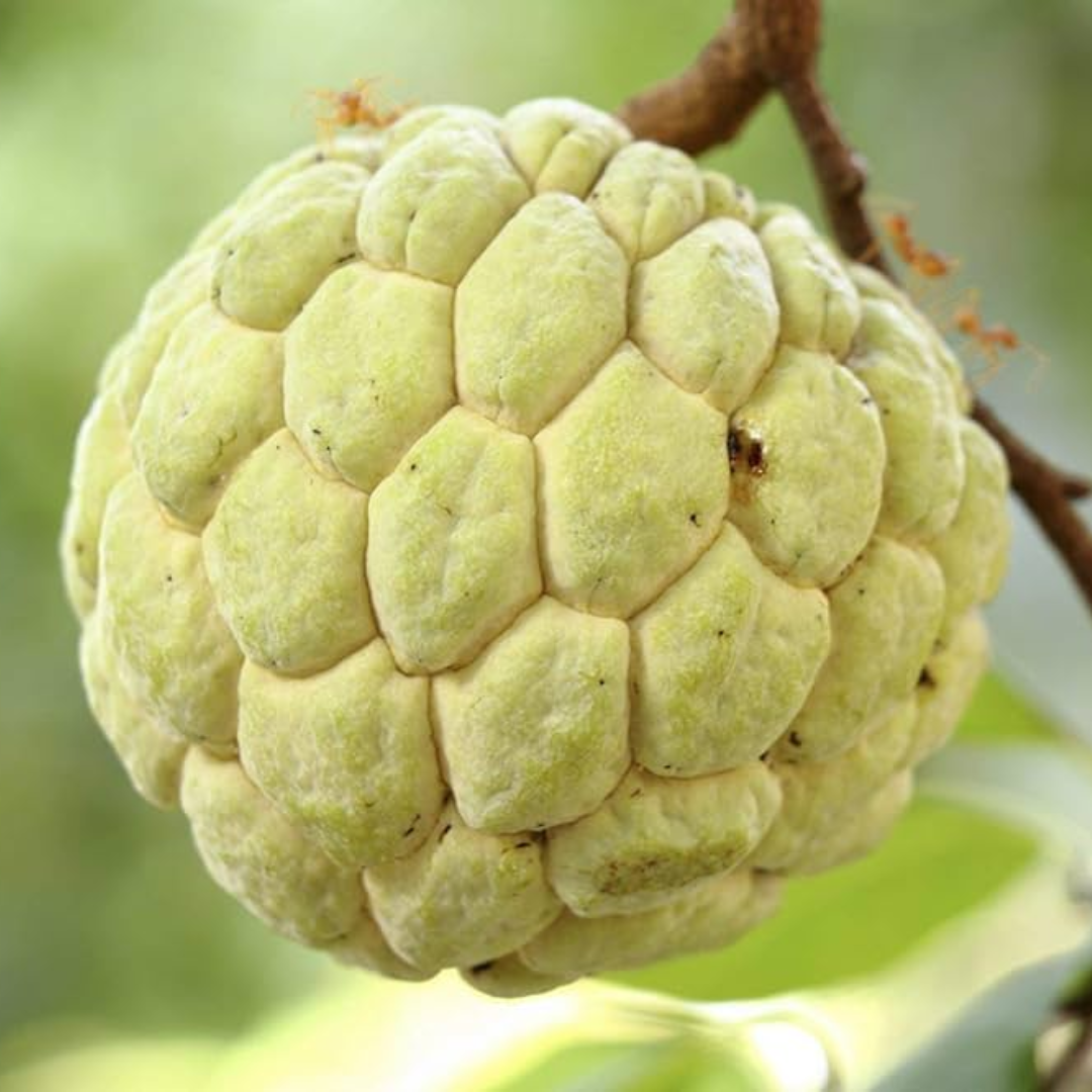 Sugar Apple / Sitafal - Golden - Annona squamosa Fruit Plant