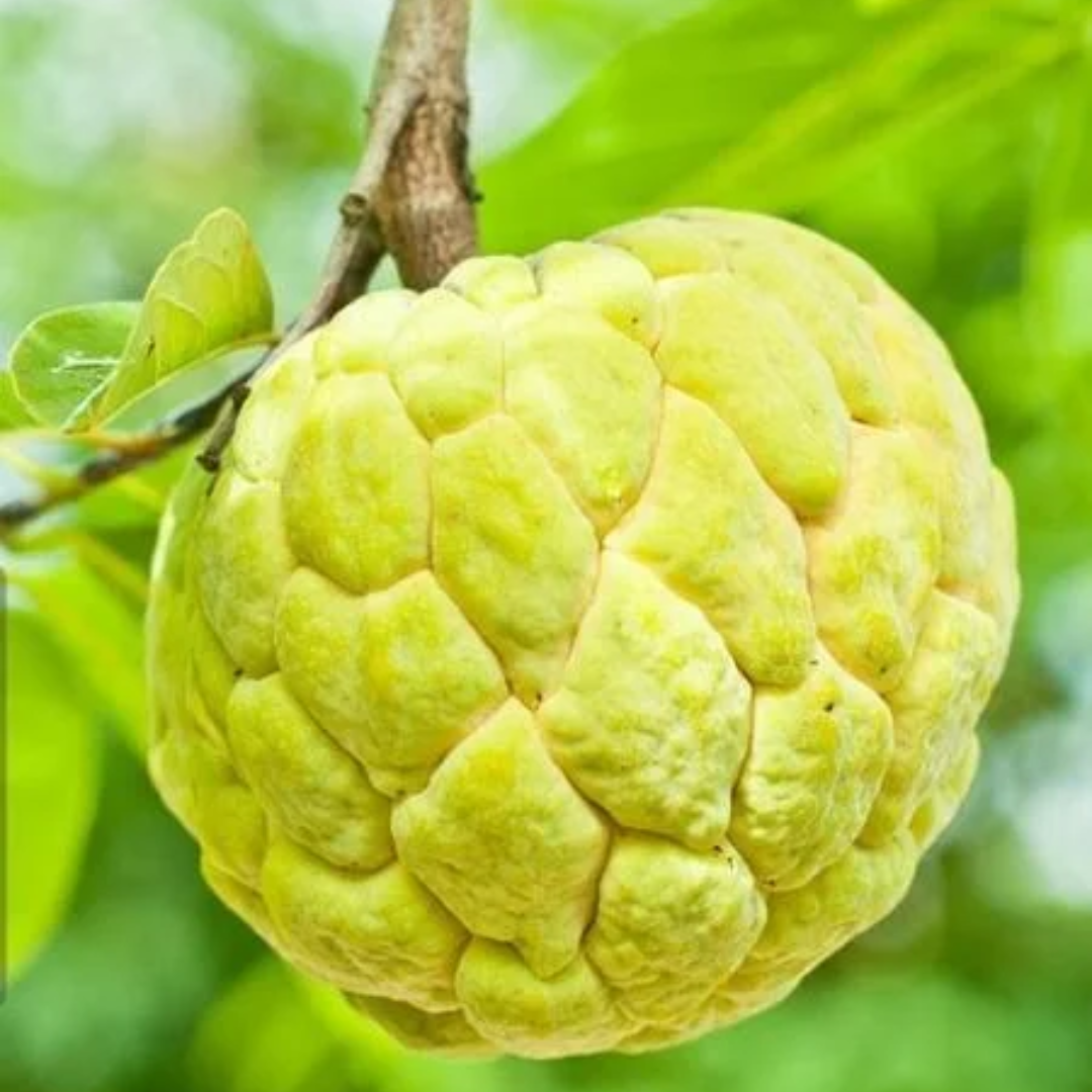 Sugar Apple / Sitafal - Golden - Annona squamosa Fruit Plant