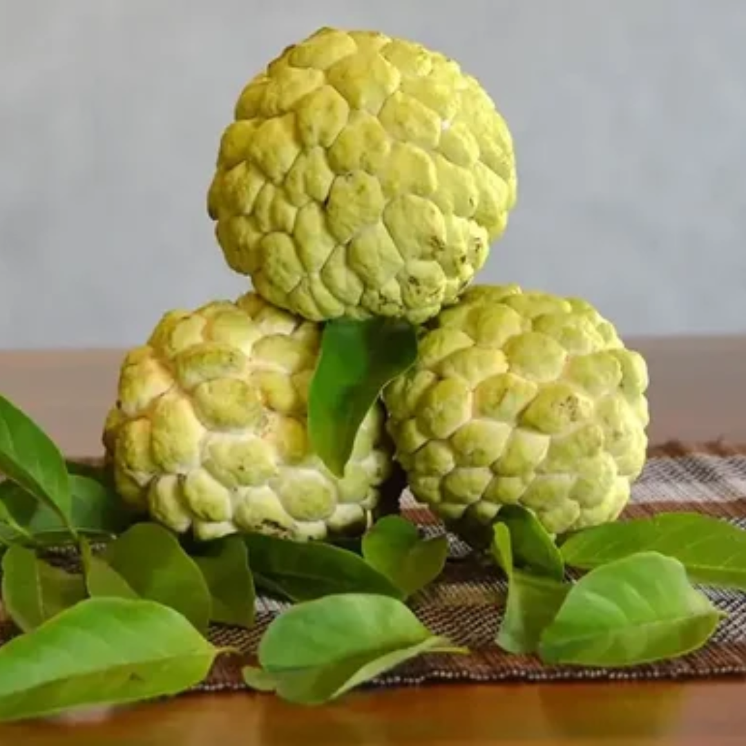 Sugar Apple / Sitafal - Golden - Annona squamosa Fruit Plant