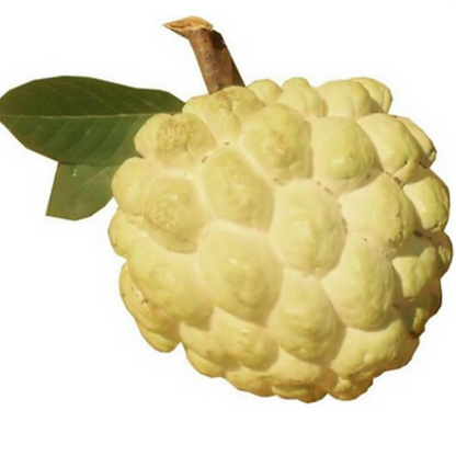 Sugar Apple / Sitafal - Golden - Annona squamosa Fruit Plant