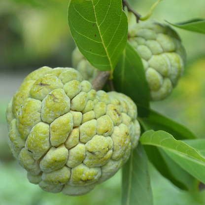 Sugar Apple / Sitafal - Green - Annona squamosa Fruit Plant