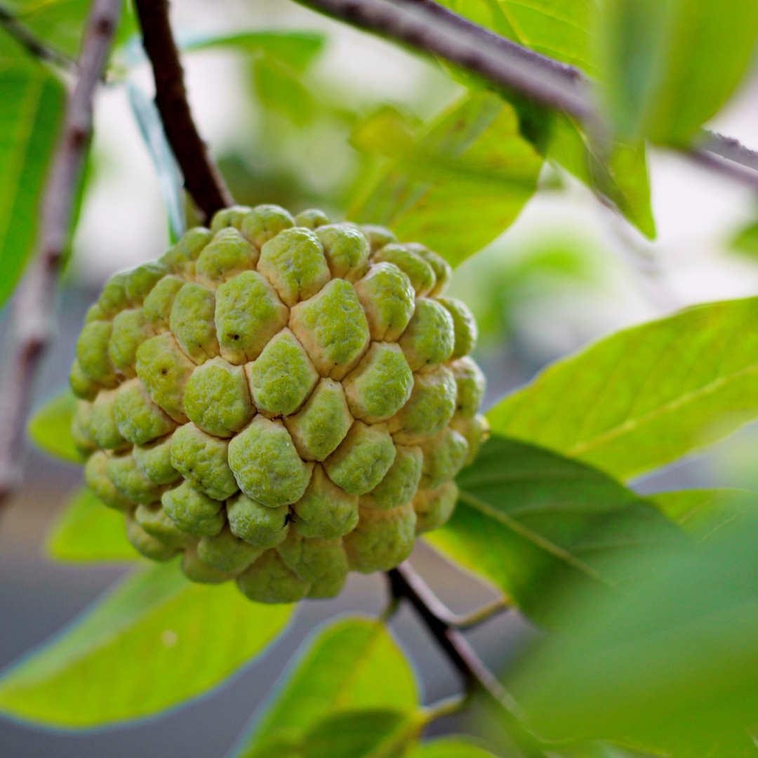 Sugar Apple / Sitafal - Green - Annona squamosa Fruit Plant