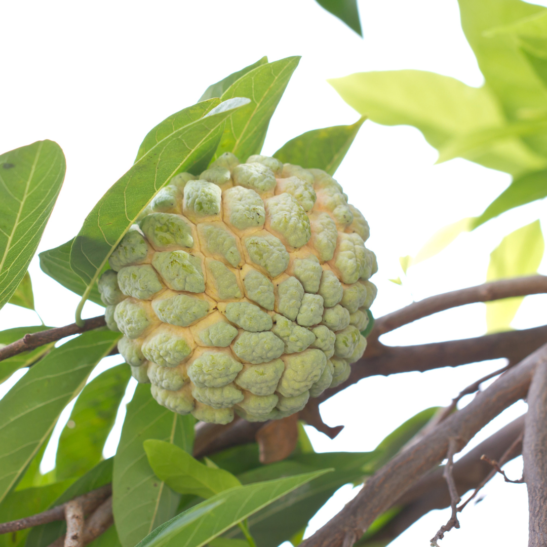 Sugar Apple / Sitafal - Green - Annona squamosa Fruit Plant