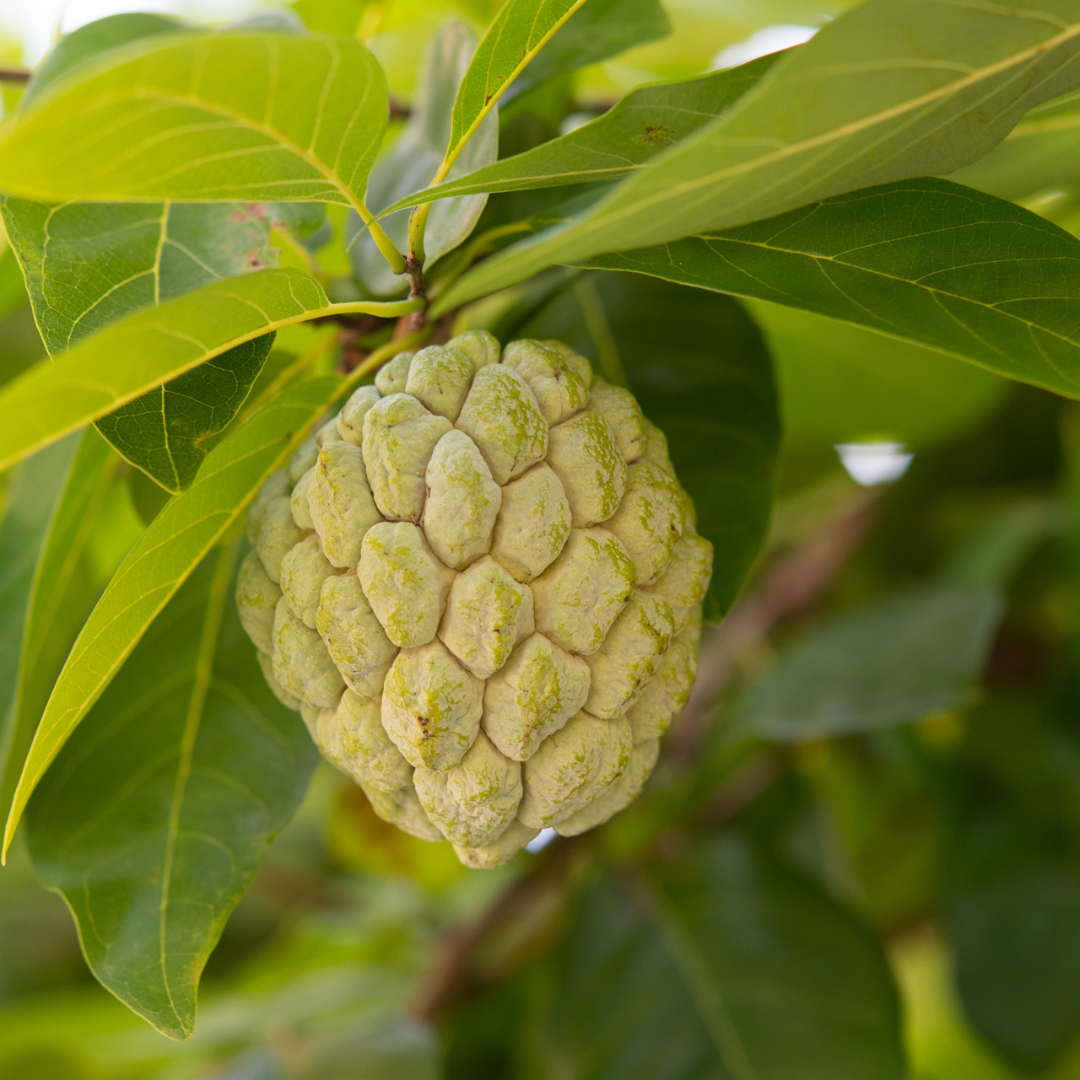 Sugar Apple / Sitafal - Green - Annona squamosa Fruit Plant
