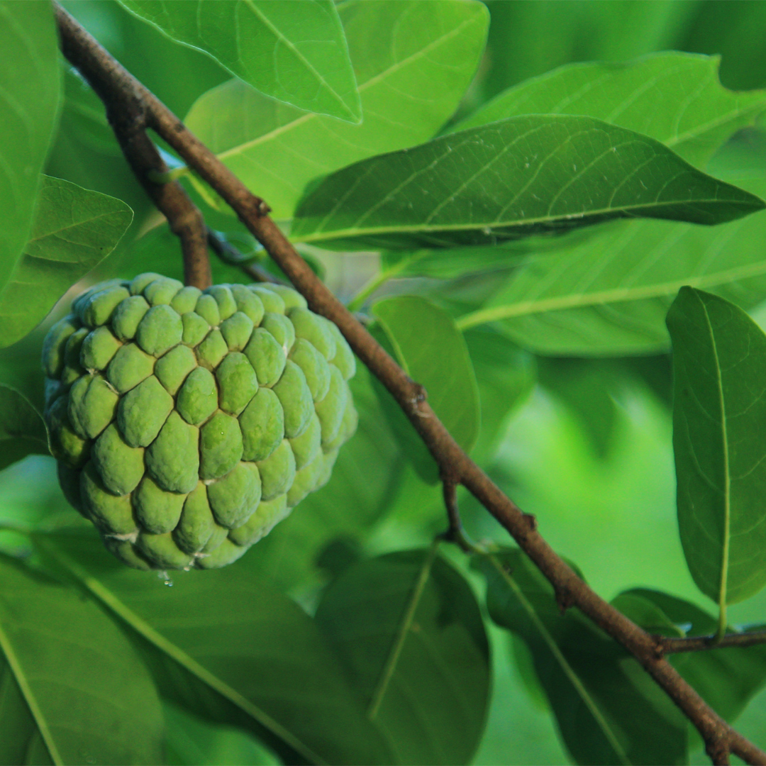 Sugar Apple / Sitafal - Green - Annona squamosa Fruit Plant