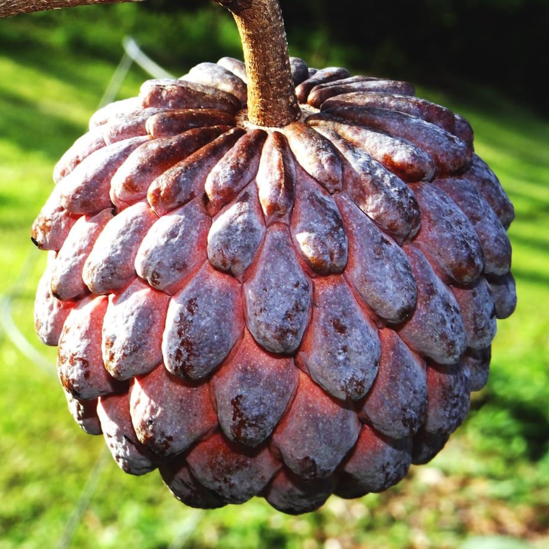 Sugar Apple / Sitafal - Red - Annona squamosa Fruit Plant
