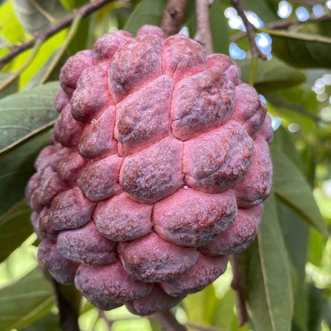 Sugar Apple / Sitafal - Red - Annona squamosa Fruit Plant