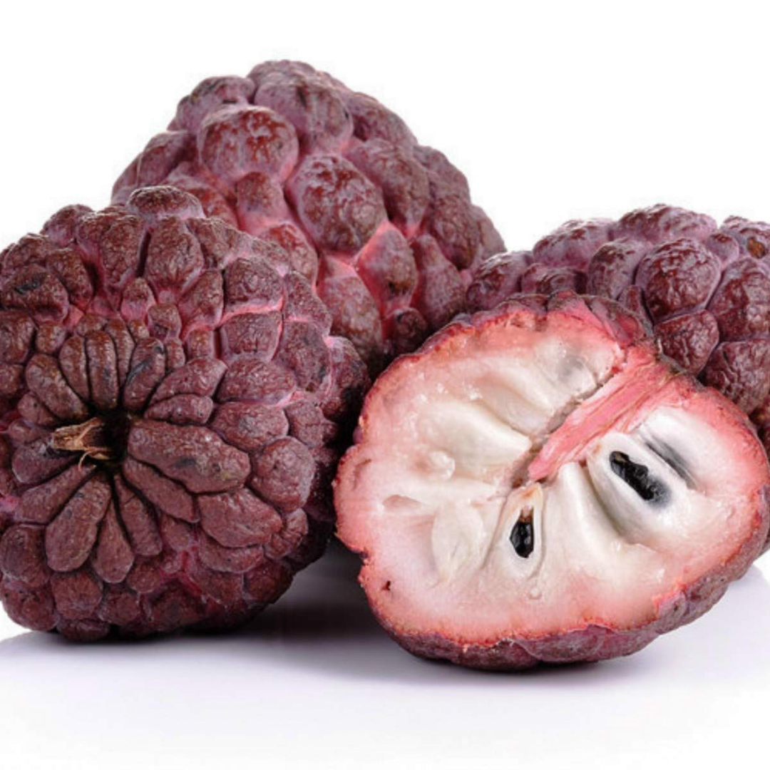 Sugar Apple / Sitafal - Red - Annona squamosa Fruit Plant