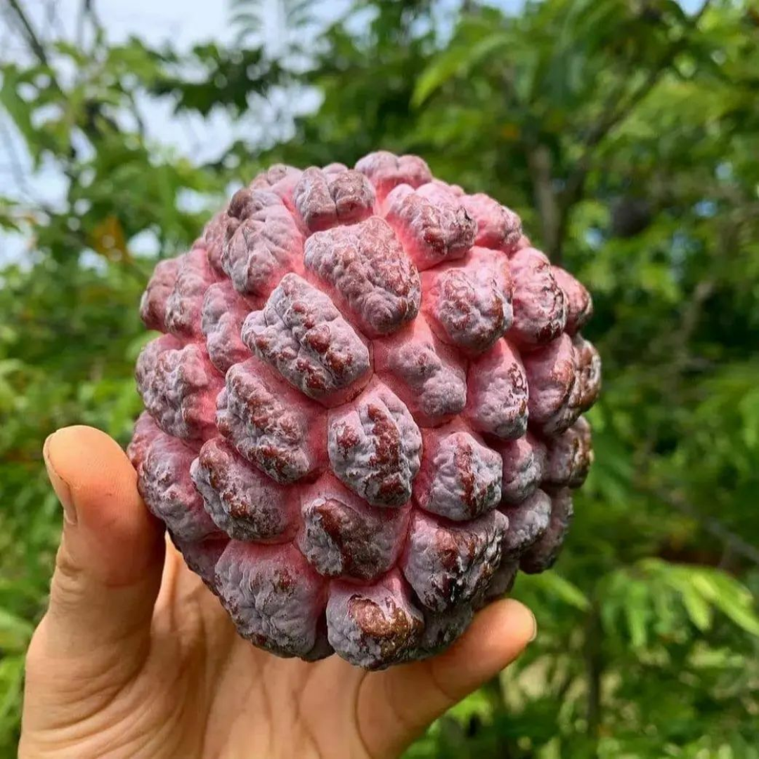 Sugar Apple / Sitafal - Red - Annona squamosa Fruit Plant