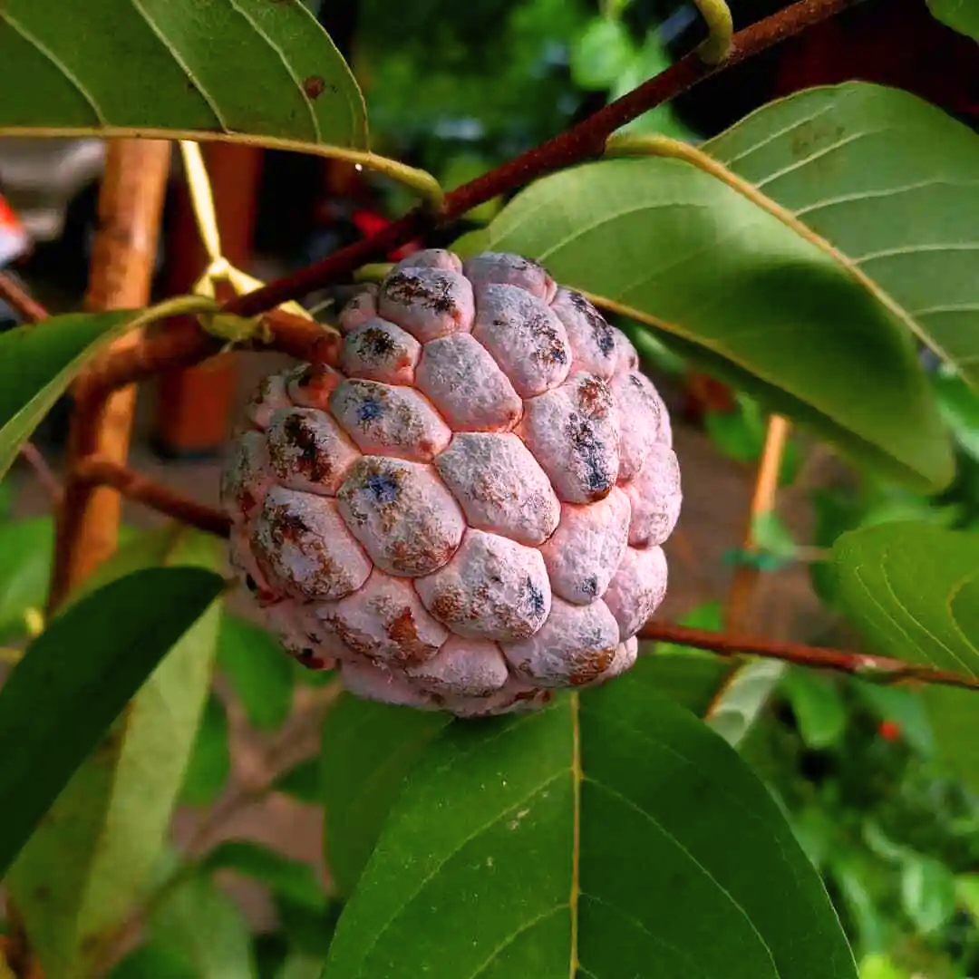 Sugar Apple / Sitafal - Red - Annona squamosa Fruit Plant